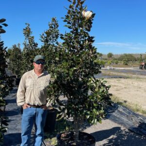 Little Gem Magnolia - 30 gal