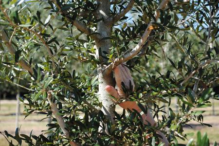 Boardwalk® Live Oak