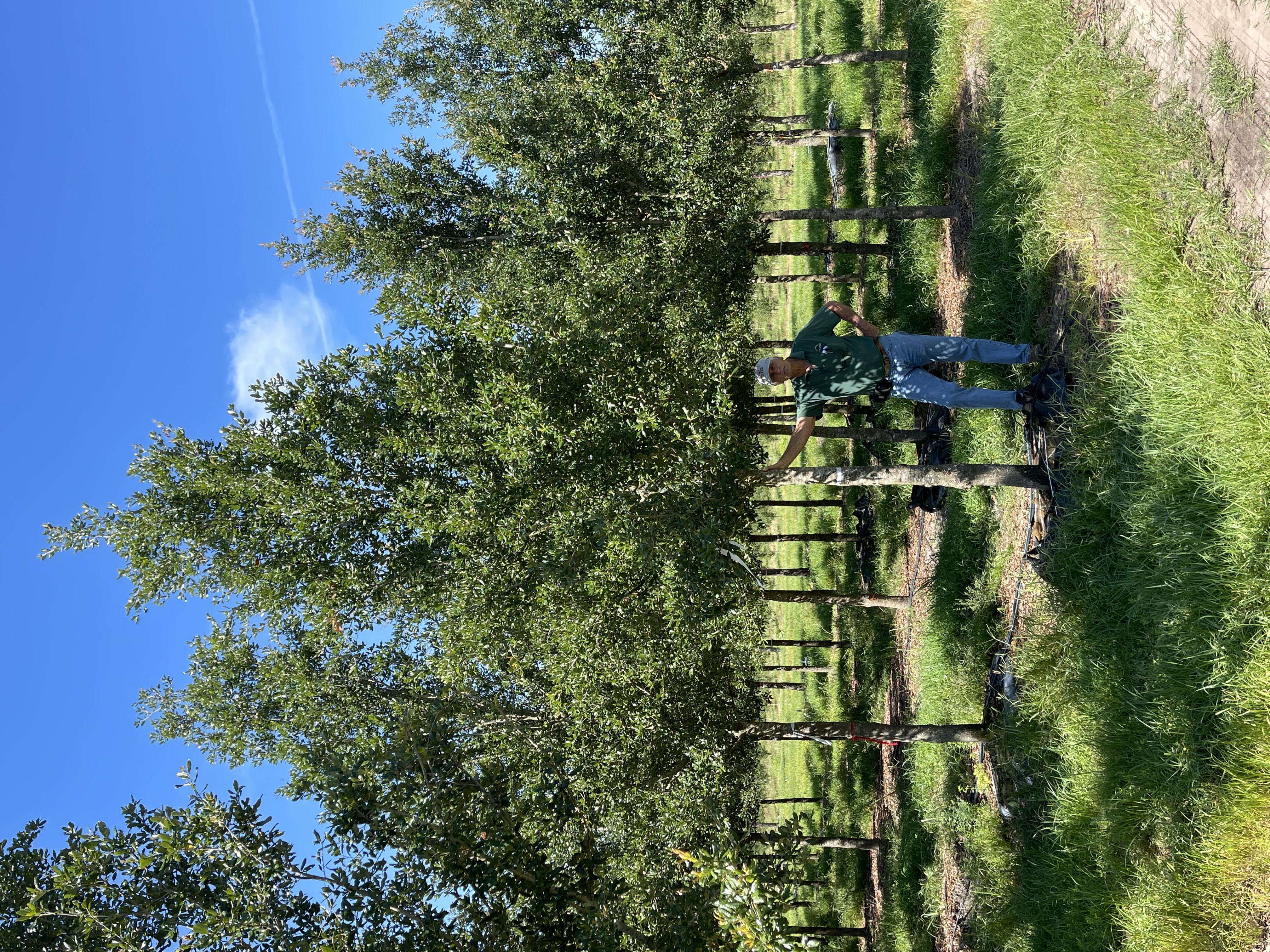 Cathedral® Live Oak