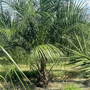 Mule Palm