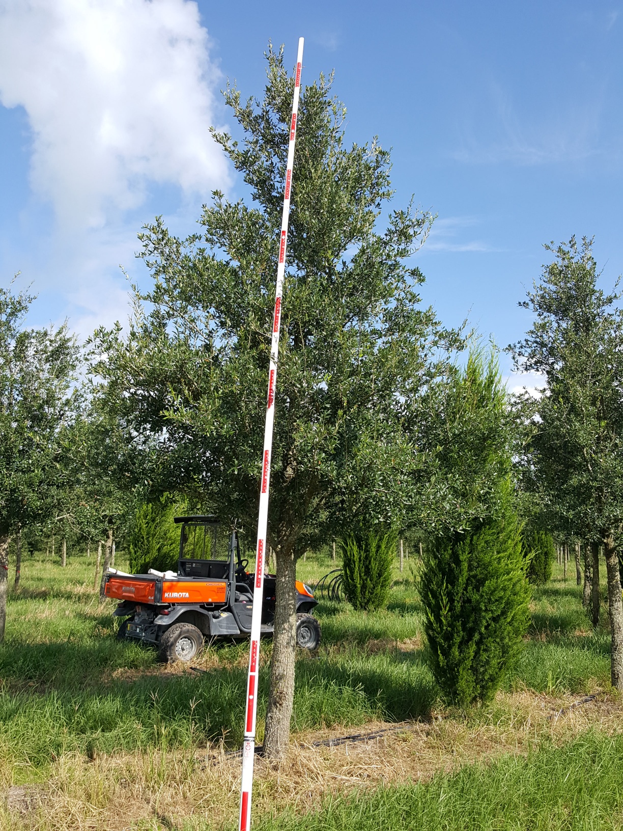 Boardwalk® Live Oak