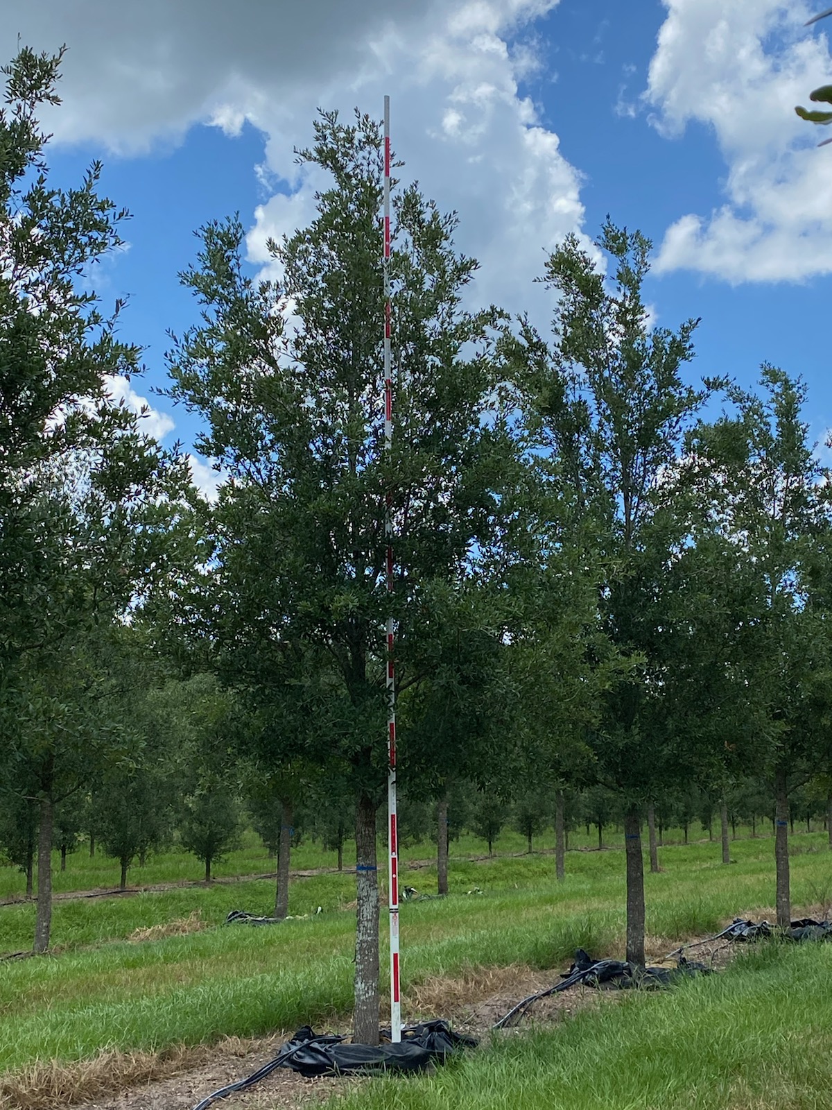 Boardwalk® Live Oak