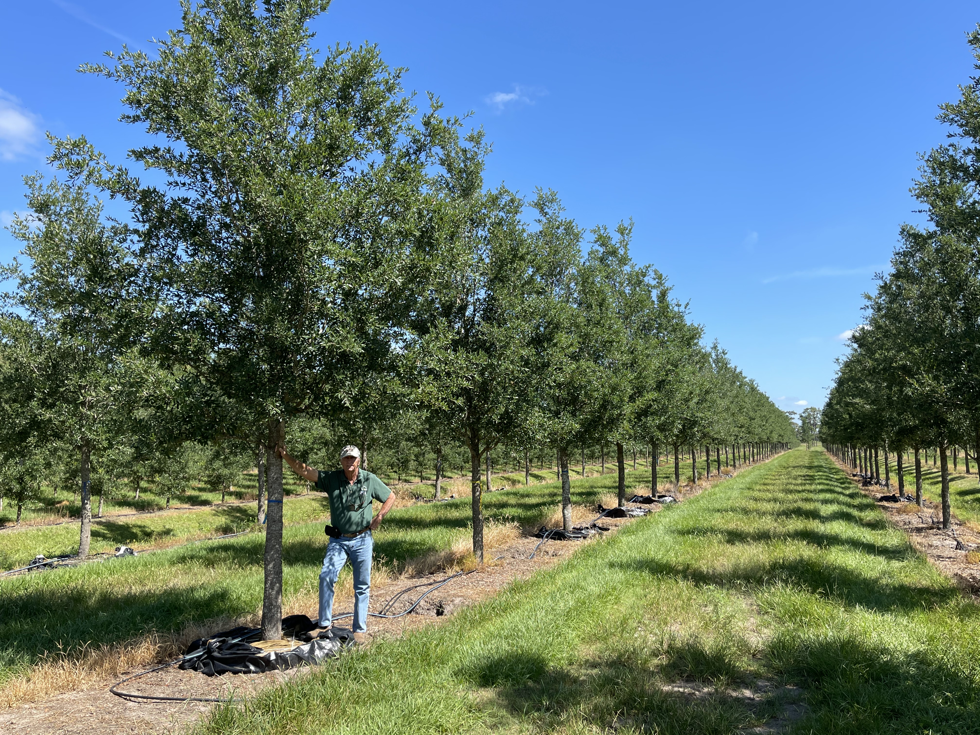 Boardwalk® Live Oak