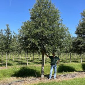 Park Side® Live Oak