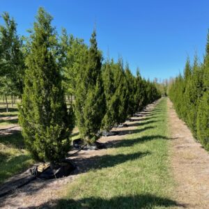 'Brodie' Red Cedar - Out of Stock