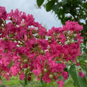 Tuskegee Crape Myrtle