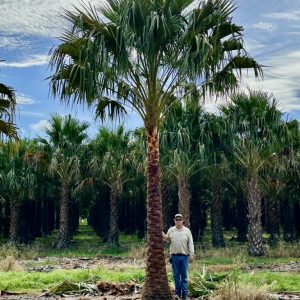 Nitida Palm - Carnavon Gorge Palm