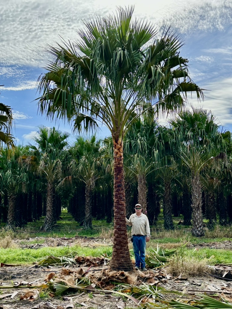 Nitida Palm - Carnavon Gorge Palm