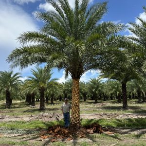 Sylvester Palm (Silver/Wild Date)