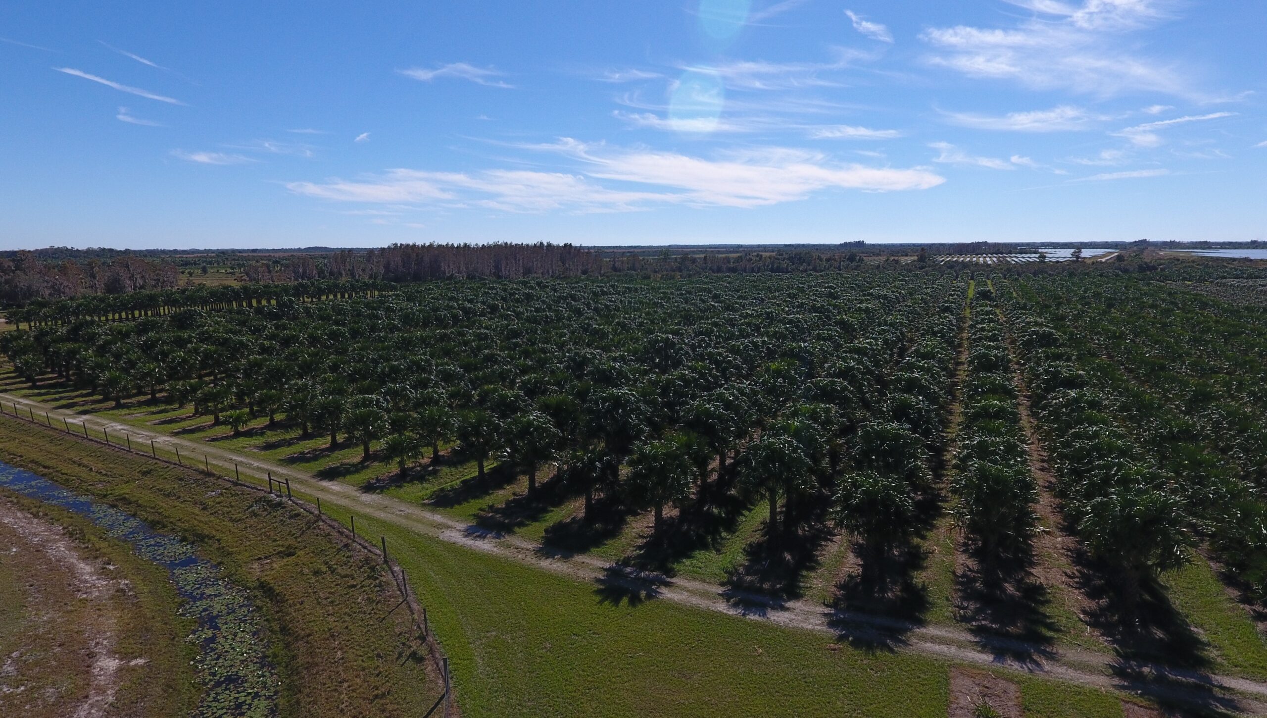 Nitida Palm - Carnavon Gorge Palm