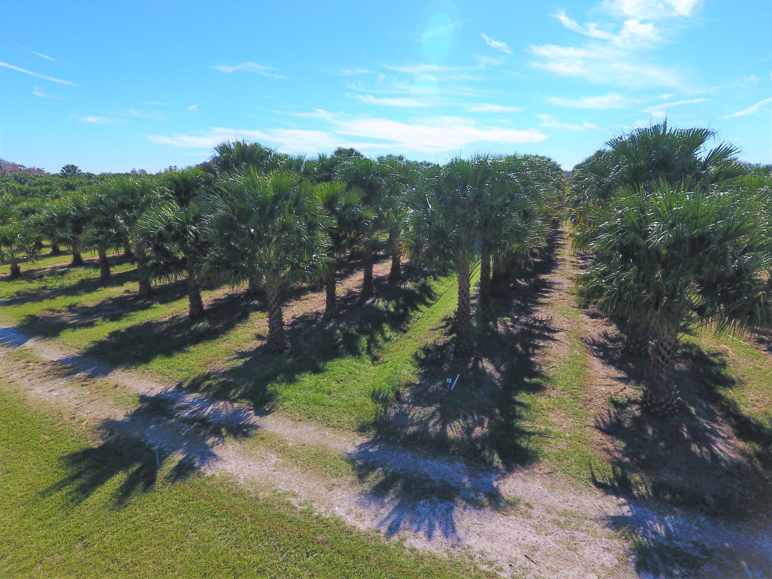 Nitida Palm - Carnavon Gorge Palm