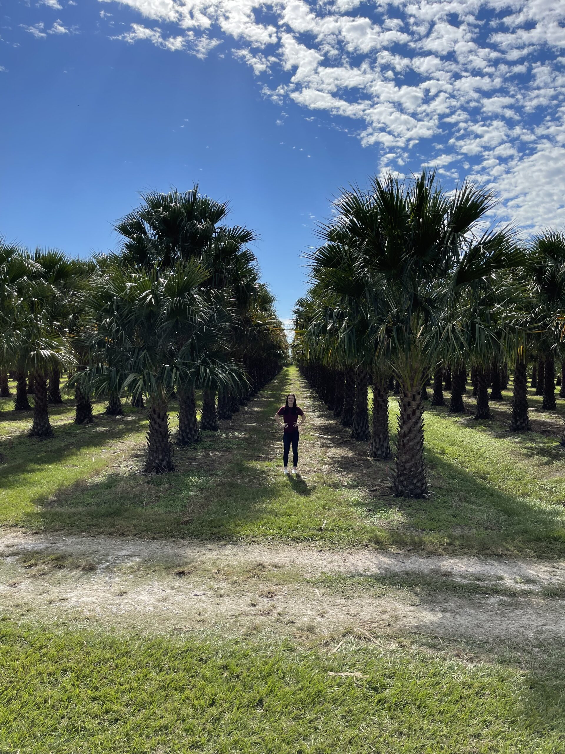 Nitida Palm - Carnavon Gorge Palm