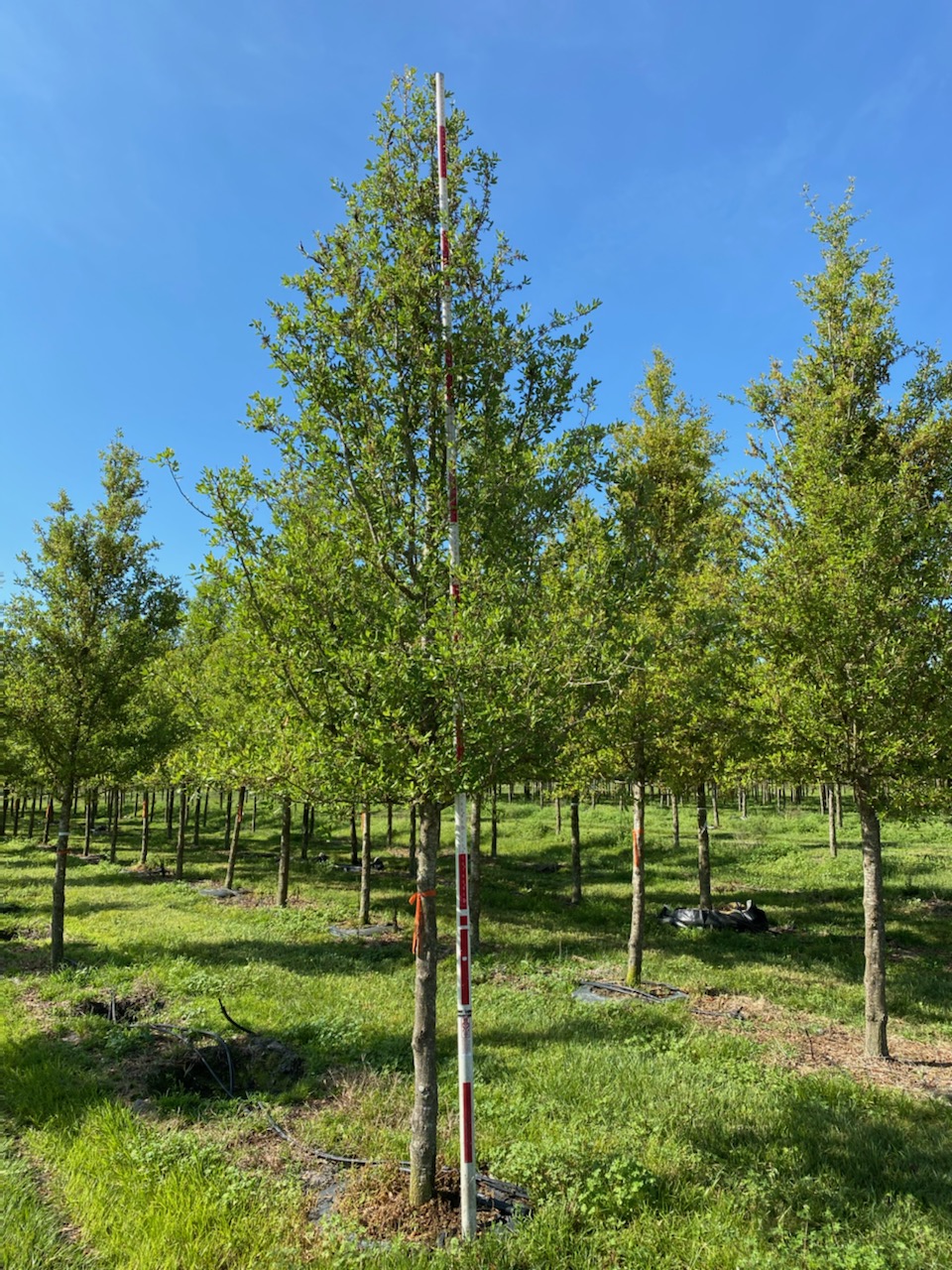 Cathedral® Live Oak