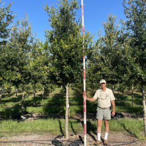 Cathedral® Live Oak