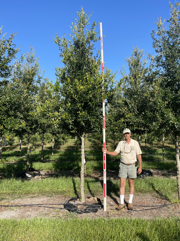 Cathedral® Live Oak