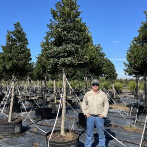 Japanese Blueberry 25 & 65 gal