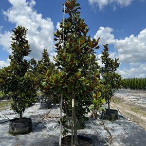 D.D. Blanchard Magnolia - 65 gal