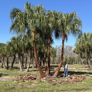 Multi Ribbon Palm - 4 Stem