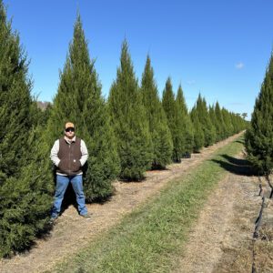 Fuzzy Wuzzy™ Red Cedar